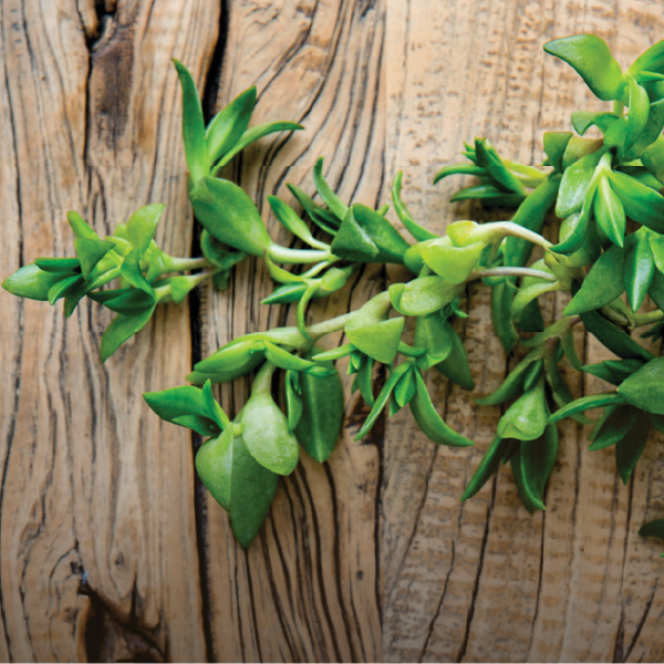 Herb Powder Vs. Herb Extract